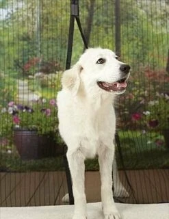 Vliegenhor / Hordeur Magnetisch 100x210cm