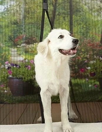 Vliegenhor / Hordeur Magnetisch 100x210cm 1 Vliegenhor / Hordeur Magnetisch 100x210cm